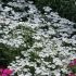 Achillea filipendula ´Heinrich Vogeler´