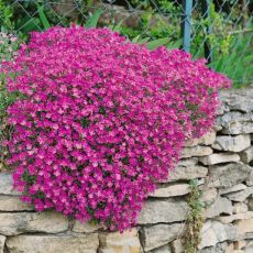 Aubrieta ´Royal Red´