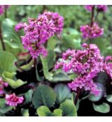 Bergenia cordifolia 'Winterglut'