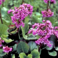 Bergenia cordifolia 'Winterglut'