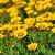 Coreopsis grandiflora ´Sunfire´