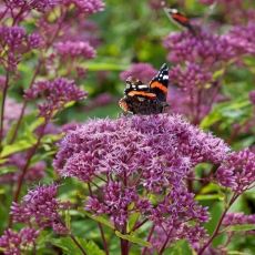 Eupatorium Dubium ´Baby Joe´