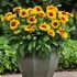 Gaillardia x grandiflora ´Mesa Bright Bicolor´