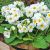 Primula vulgaris ´Yellow eye cream´