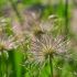 Pulsatilla vulgaris ´White Bells´