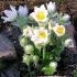 Pulsatilla vulgaris ´White Bells´