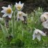 Pulsatilla vulgaris ´White Bells´