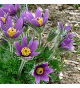 Pulsatilla vulgaris ´Violet Bells´