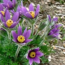 Pulsatilla vulgaris ´Violet Bells´