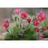 Pulsatilla vulgaris ´Rose Bells´