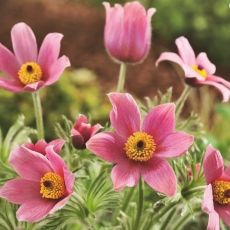 Pulsatilla vulgaris ´Rose Bells´