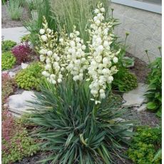 Yucca filamentosa