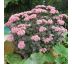 Sedum ´Matrona´ Ø13 / 1L