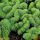 Sedum reflexum ´Cristatum´