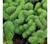 Sedum reflexum ´Cristatum´ 9x9 / 0,5L