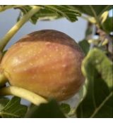 Ficus carica ´BAGLADI´