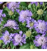 Scabiosa jap. ´Ritz Blue´