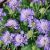 Scabiosa jap. ´Ritz Blue´