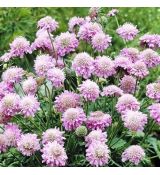 Scabiosa jap. ´Pink Diamonds´