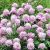 Scabiosa jap. ´Pink Diamonds´