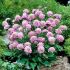 Scabiosa jap. ´Pink Diamonds´