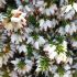 Erica carnea ´Isabell´