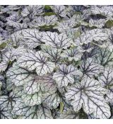 Heuchera hybr. ´Venus´