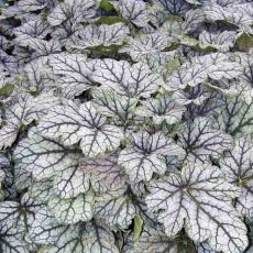 Heuchera hybr. ´Venus´