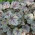 Heuchera hybr. ´Venus´