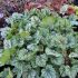 Heuchera hybr. ´Venus´