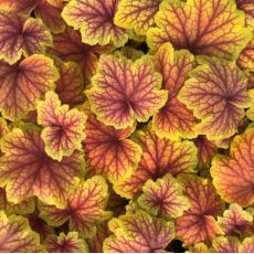 Heuchera hybr. ´Red Lightning´ ®