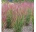 Panicum virgatum ´Shenandoah´ 9x9 / 0,5L