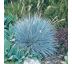 Festuca glauca 'Blue Select' 9x9 / 0,5L