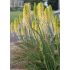 Kniphofia ´Citrina´