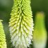 Kniphofia ´Citrina´