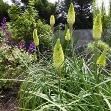 Kniphofia ´Citrina´