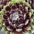 Sempervivum ´Ford´s Giant´