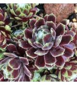 Sempervivum ´Ford´s Giant´