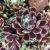 Sempervivum ´Ford´s Giant´