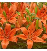 Lilium ´FantAsiatic Orange´ Ø13cm