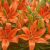 Lilium ´FantAsiatic Orange´