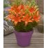 Lilium ´FantAsiatic Orange´