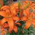 Lilium ´FantAsiatic Orange´