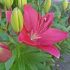 Lilium a. ´FantAsiatic Raspberry´