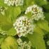 Physocarpus opulifolius ´Darts Gold´