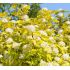 Physocarpus opulifolius ´Darts Gold´