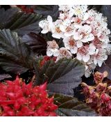 Physocarpus opulifolius ´Red Baron´