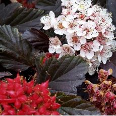 Physocarpus opulifolius ´Red Baron´