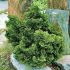 Chamaecyparis obtusa 'Nana Gracilis'