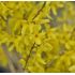 Forsythia x intermedia 'Weber´s Favorite'